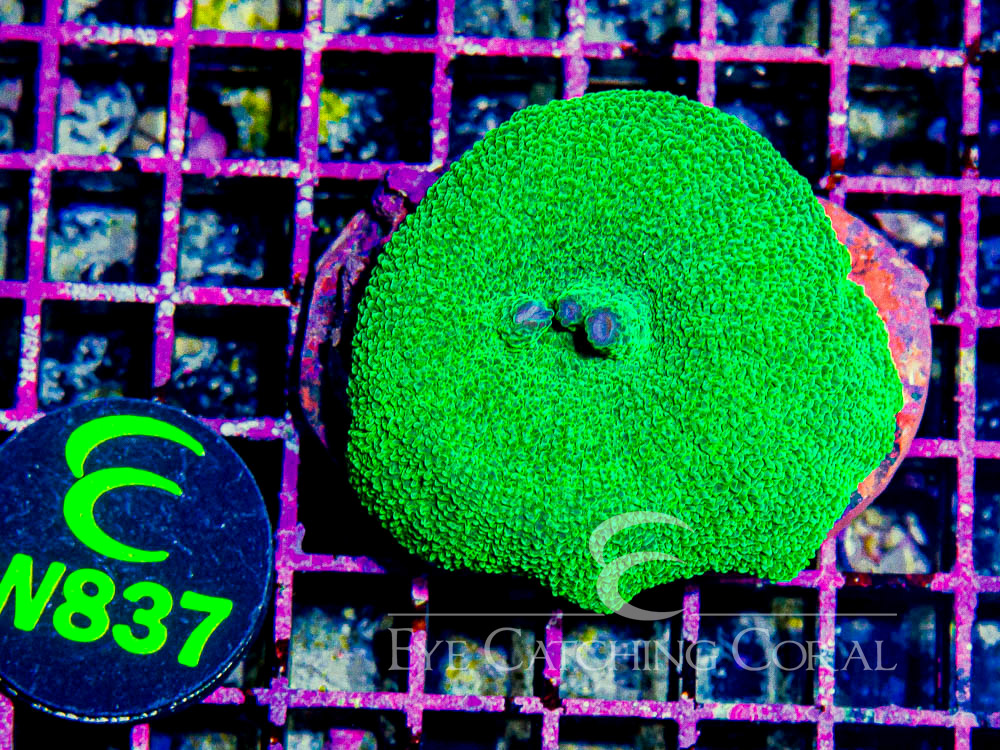 Indo Elephant Ear Mushroom Neon Green L - Disc W837