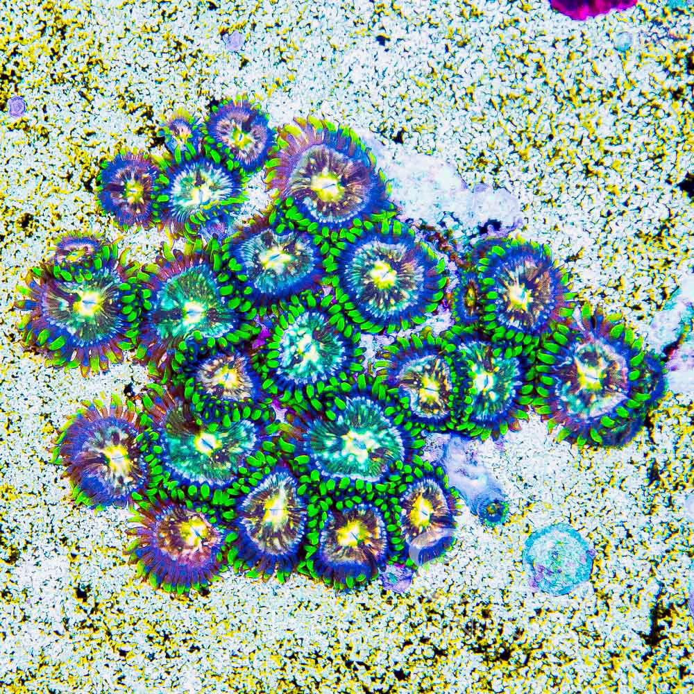 ECC Nirvana Zoanthid Frag (2+ polyp average)