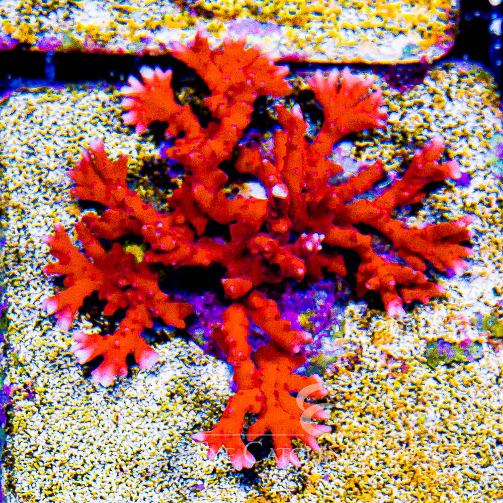 ECC Fire Starter Montipora Frag