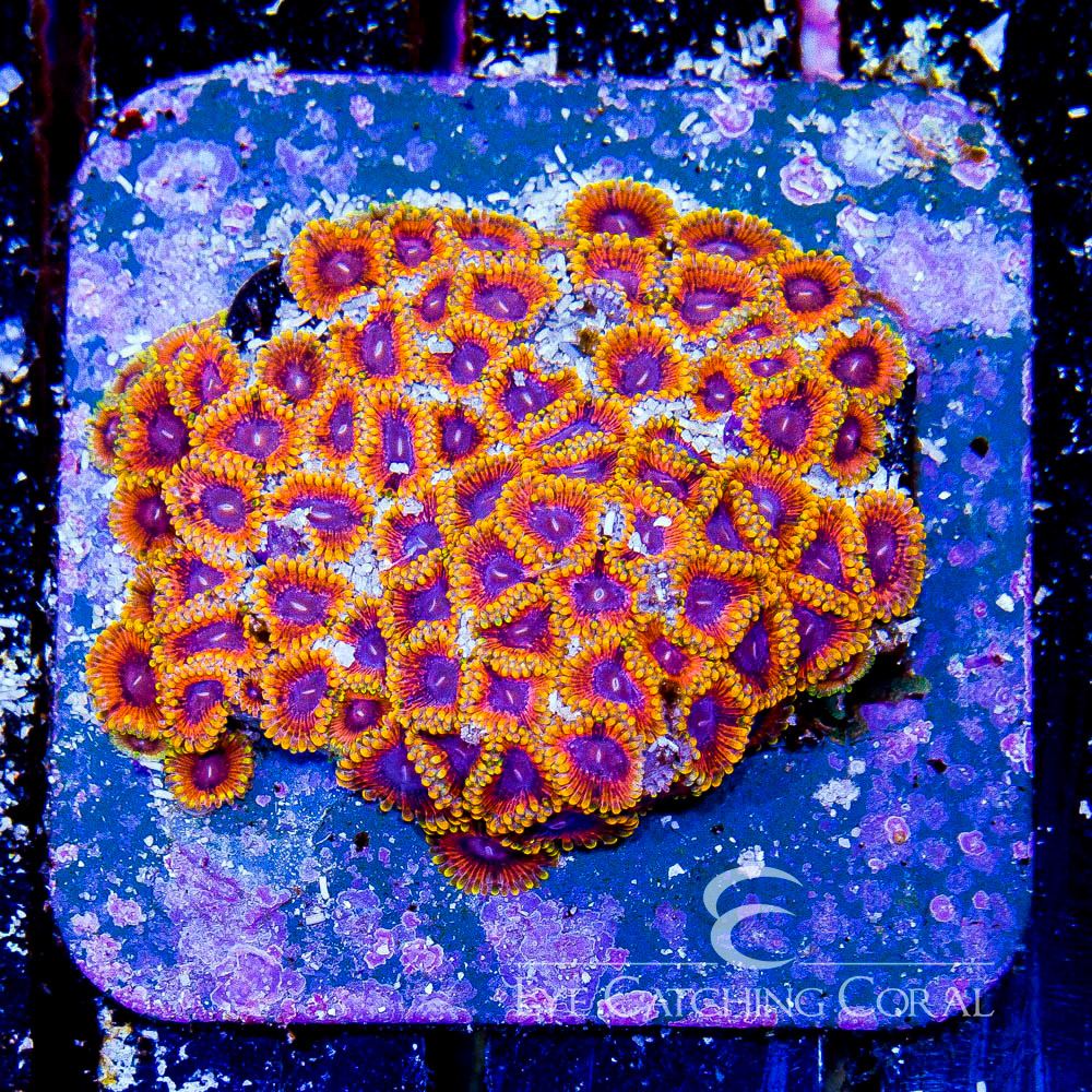ECC Burning Ember Zoanthid Frag (2+ Polyp Average)