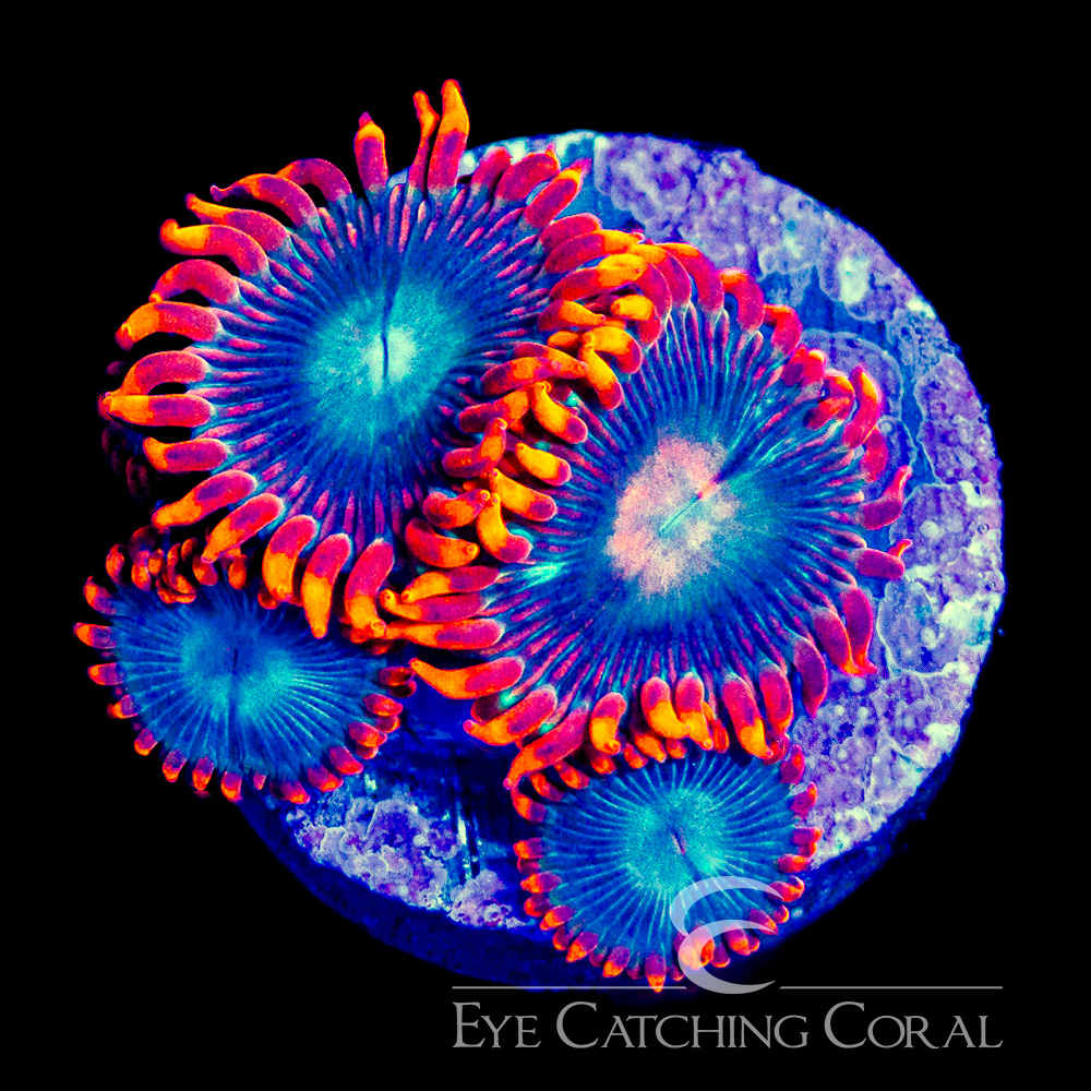 ECC Blue Flame Zoanthid Frag (Big Polyp Zoa) (4+ polyp average)