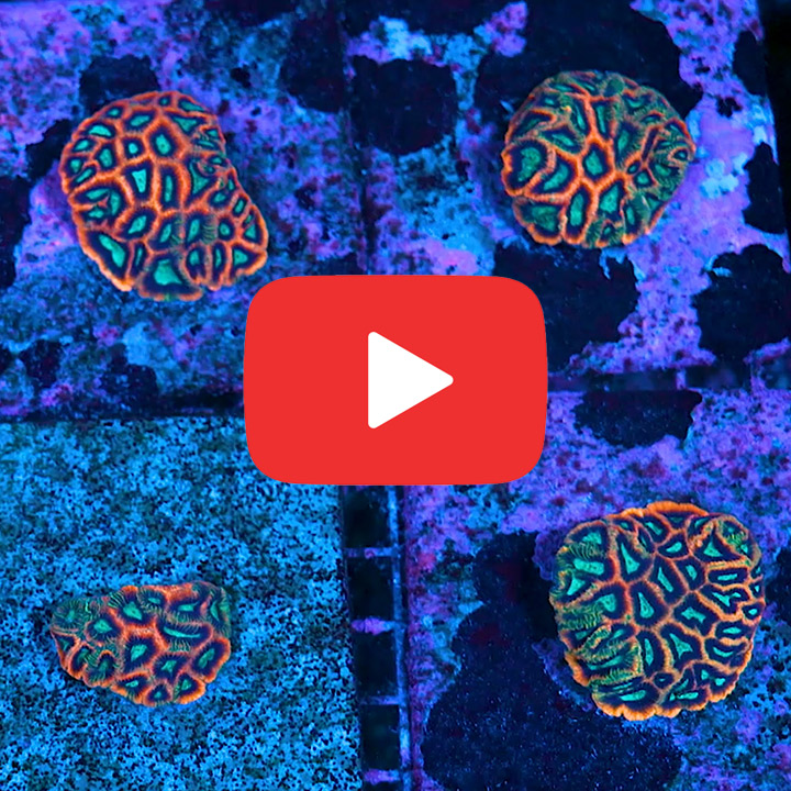 ECC Galactic Flame Micro Favia Frag