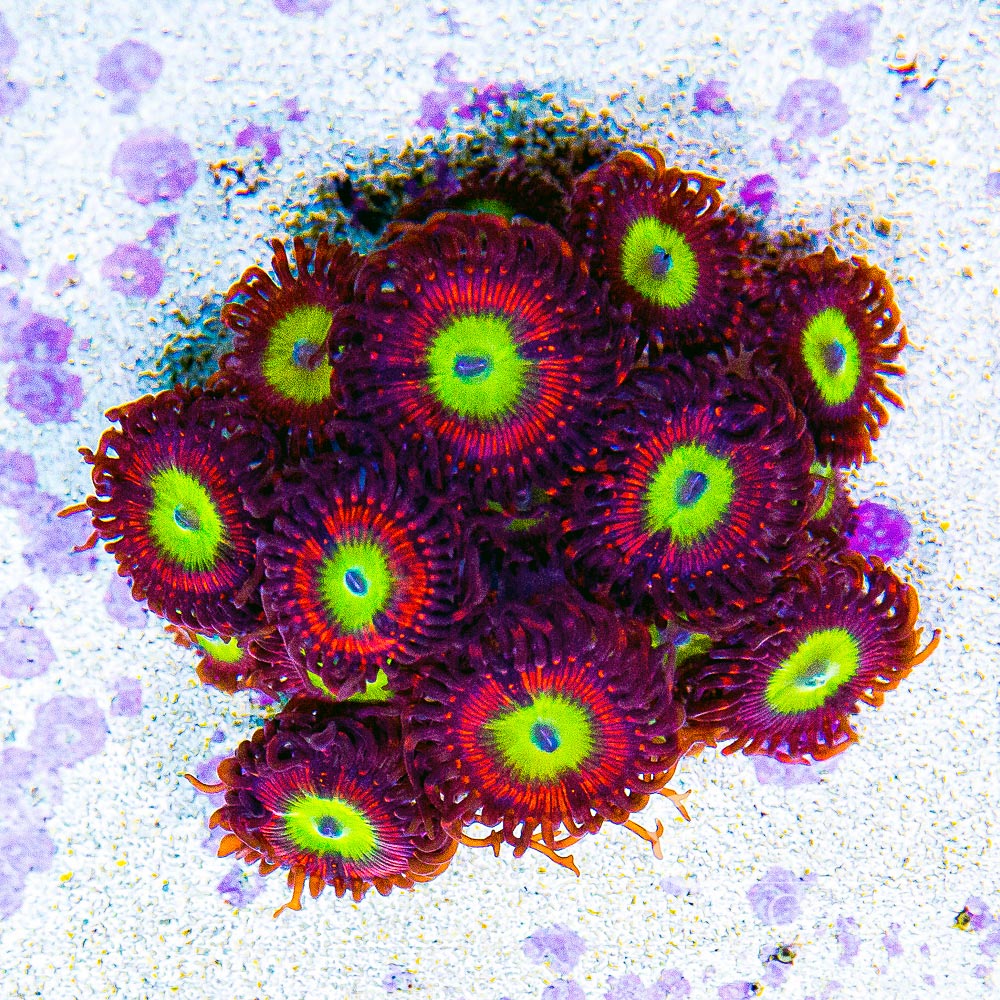 ECC Candy Apple Red Palythoa Frag (2+ Polyp Average)