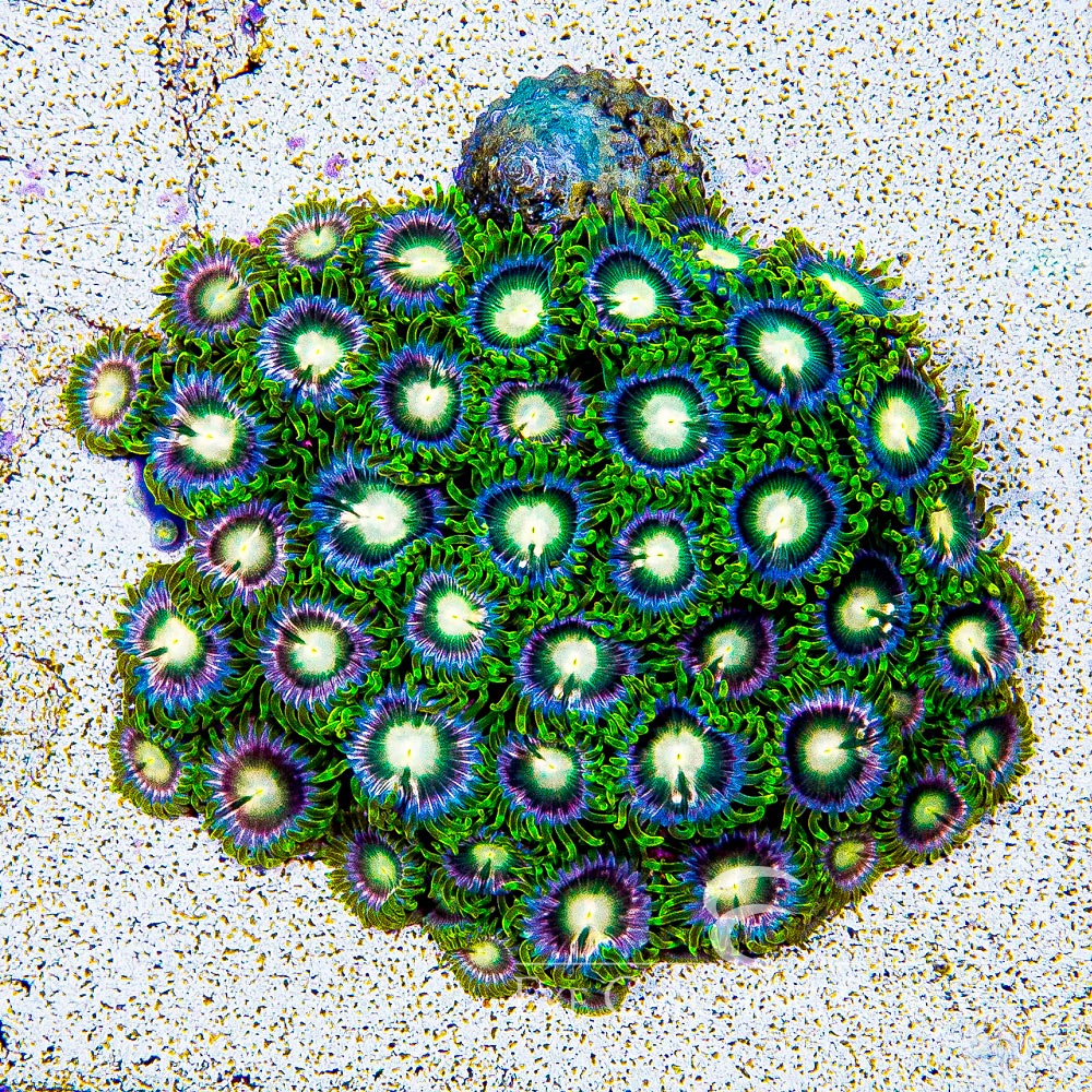 ECC Lemoncello Zoanthid Frag (4+ Polyp Average)