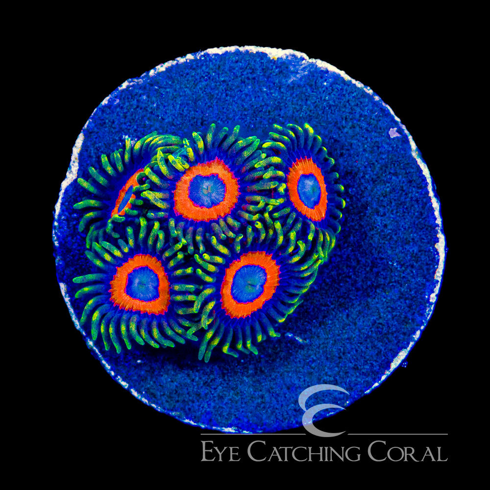 ECC Eagle Eye Zoanthid Frag (4+ Polyp Average)