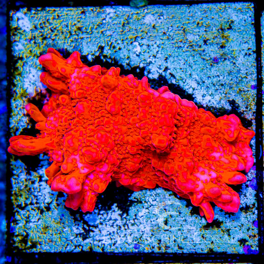 ECC Chain Lightning Montipora Setosa Frag