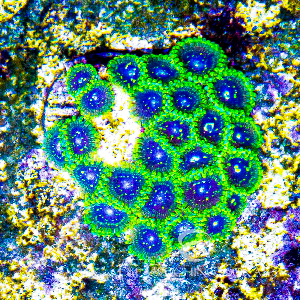 ECC Exosphere Zoanthid Frag (4+Polyp Average)
