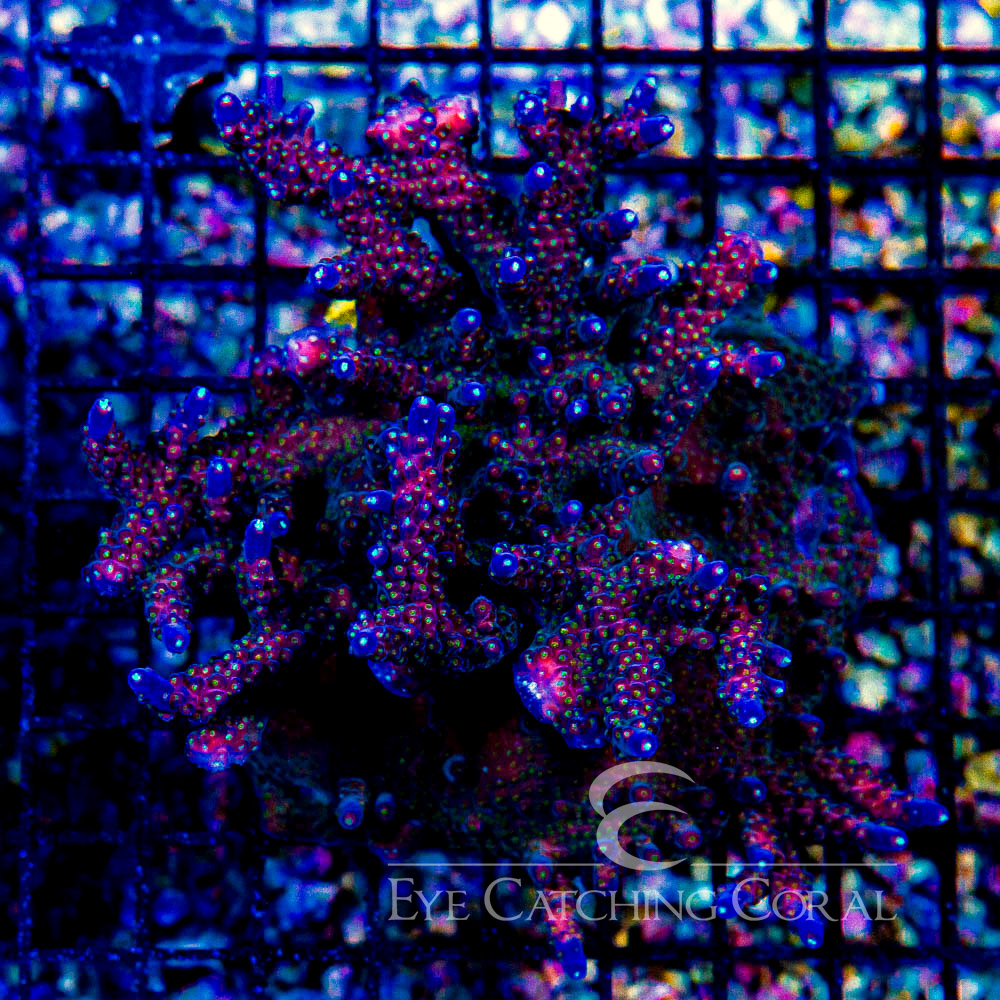 ECC Molten Night Acropora Frag