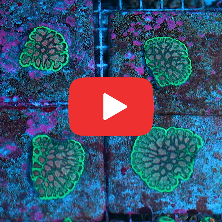 ECC Wave Runner Favites Frag