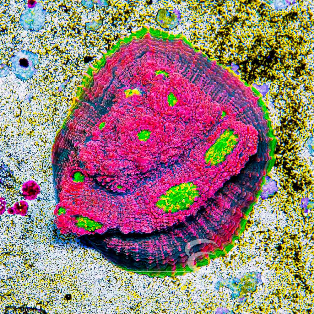 ECC Hyper Magenta Chalice Frag