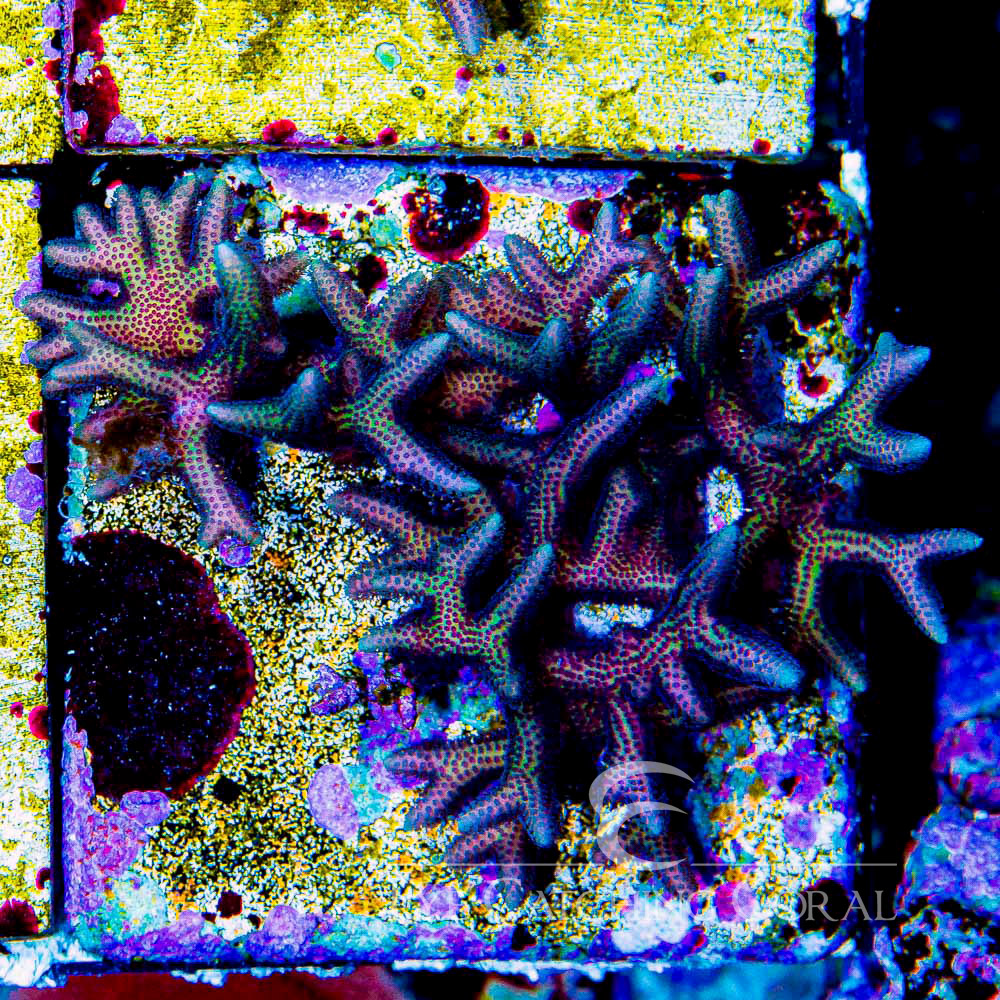 ECC Twisted Birdsnest Frag