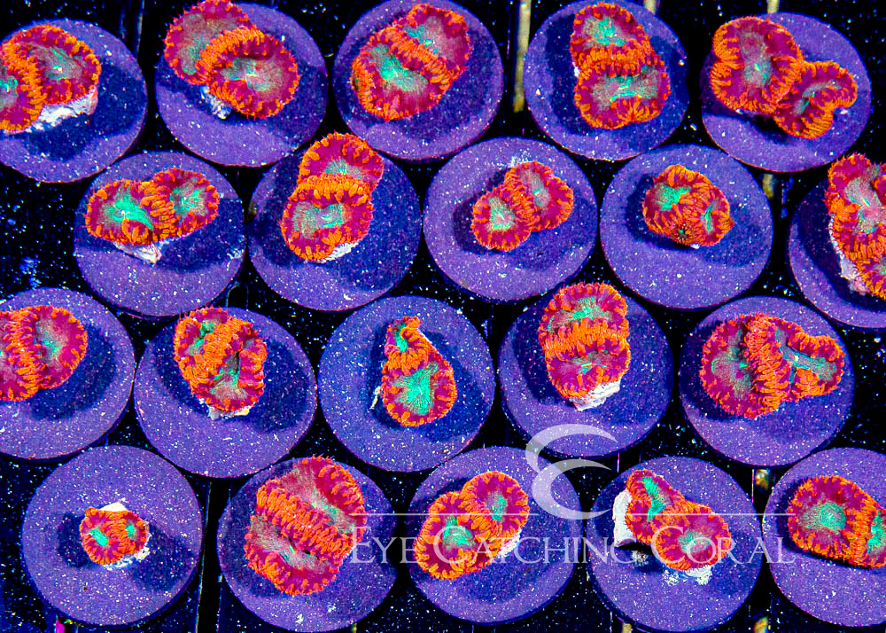 ECC Orange Crush Blastomussa Frag