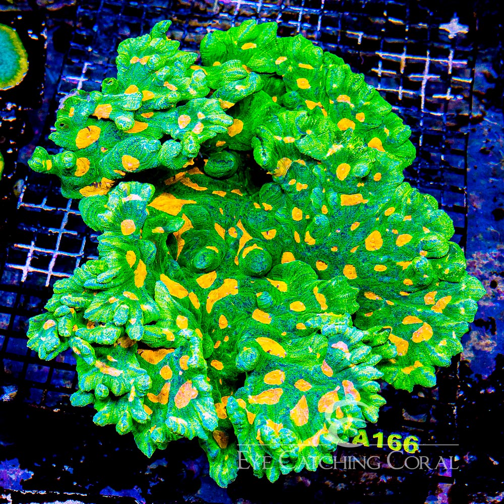 ECC Space Invader Pectinia Frag | Aquacultured Frags | Eye