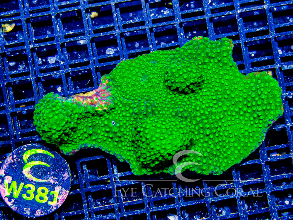 Aussie Cyphastrea L - Disc W381