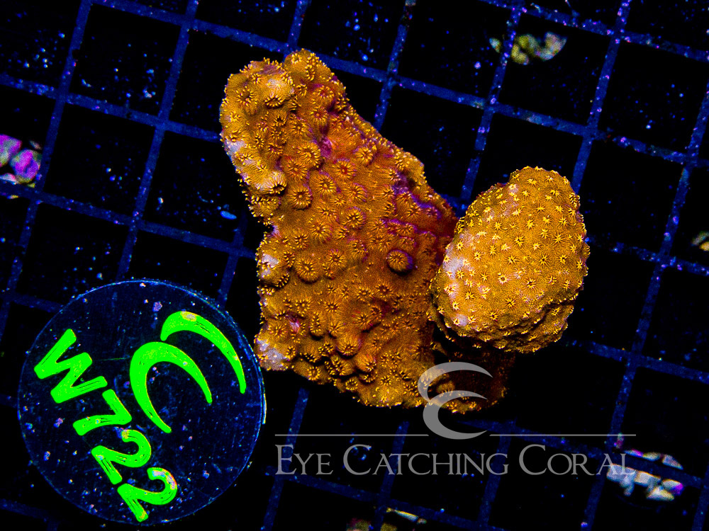 Aussie Pavona Orange XS - Disc W722