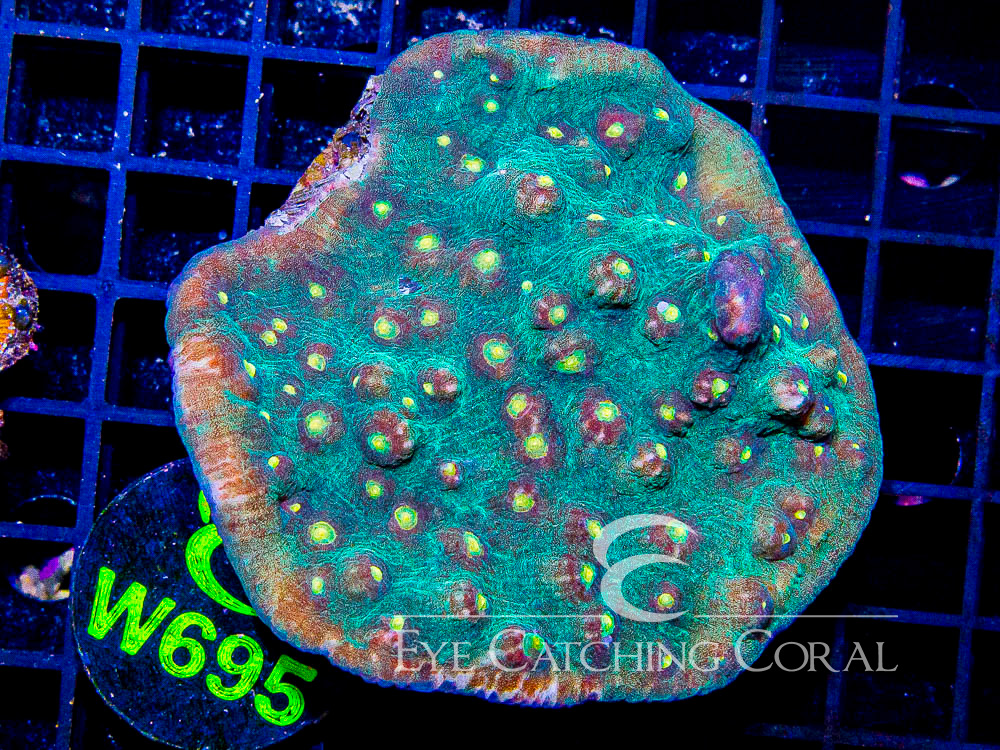Indo Chalice L - Disc W695