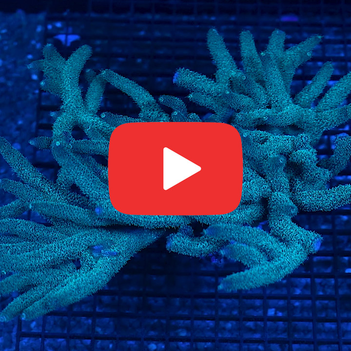 ECC Palmers Blue Milli Frag