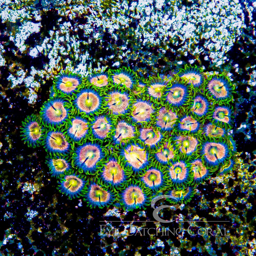 ECC Pink Bliss Zoanthid Frag (4+Polyp Average)