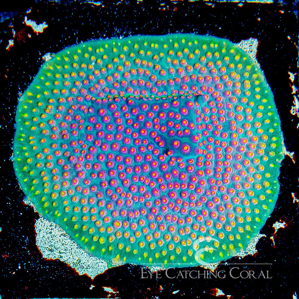 JF Buzkill Cyphastrea Frag