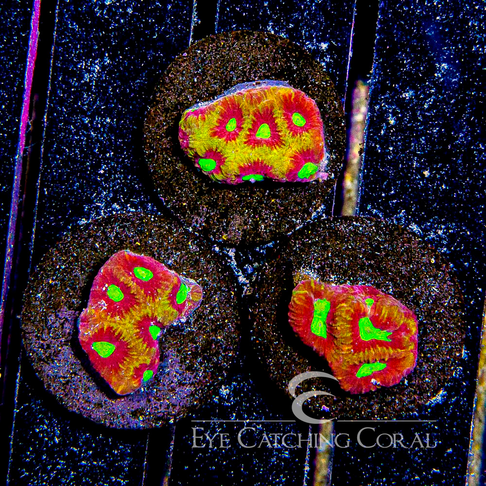 ECC Gilded Flame Favia Frag