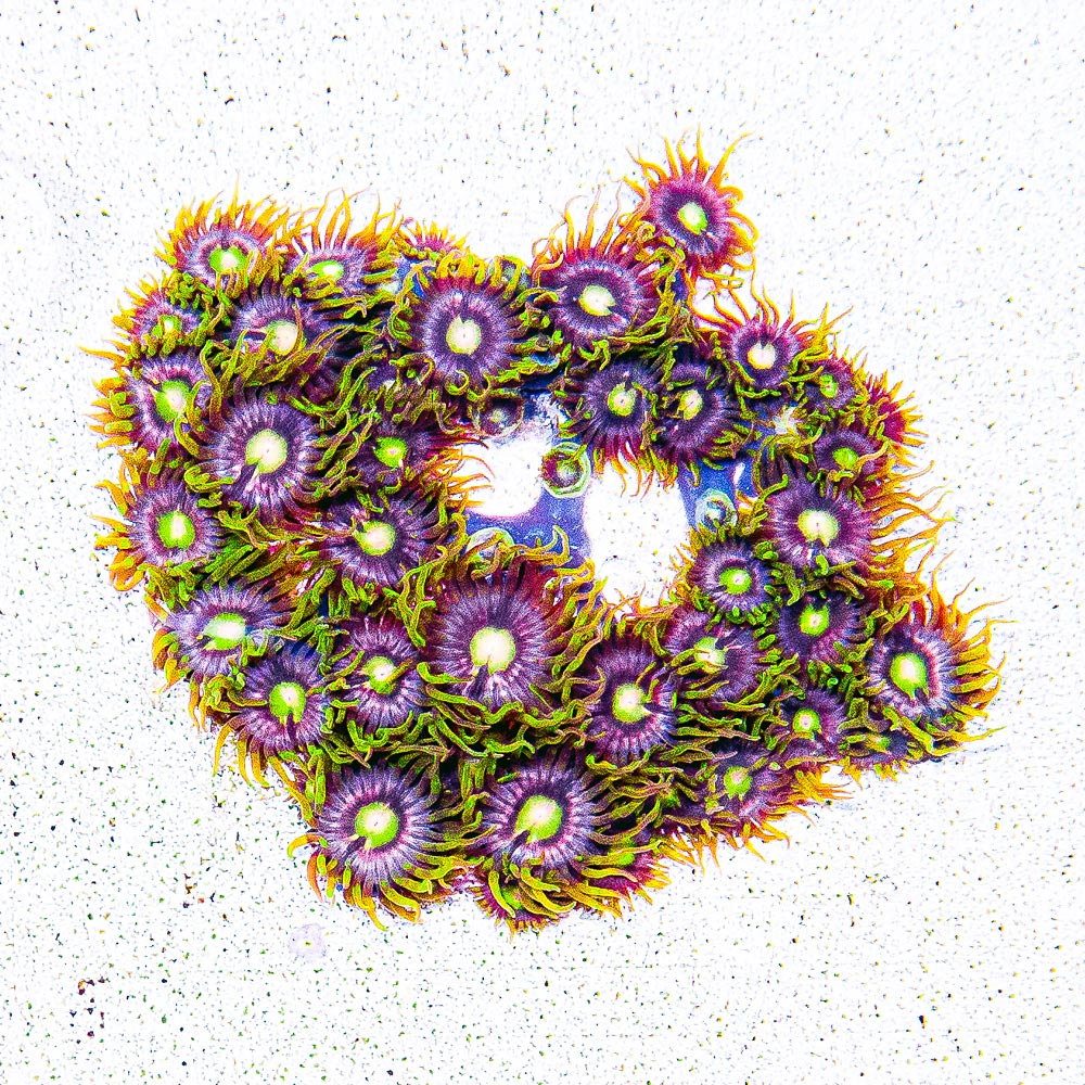 ECC Mister Twister Zoanthid Frag (4+ Polyp Average)