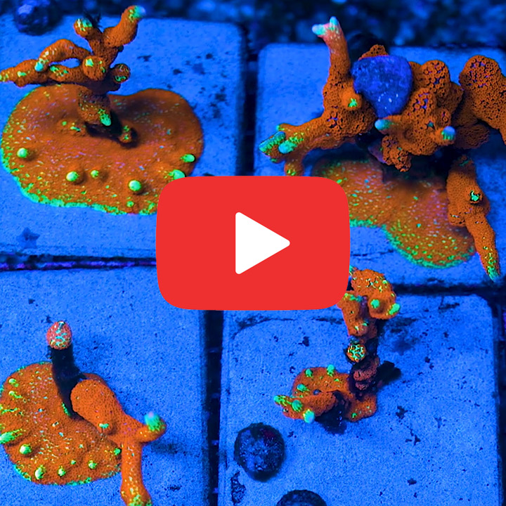 ECC Bubblegum Digitata Frag
