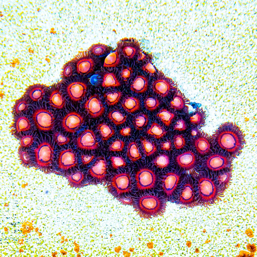 ECC Halo Monster Zoanthid Frag (4+ Polyp Average)