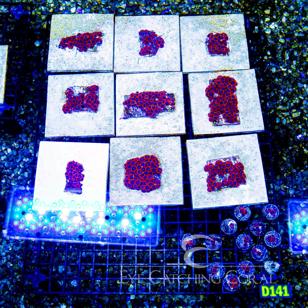 ECC Red Hornet Zoanthid Frag (4+ Polyp Average)