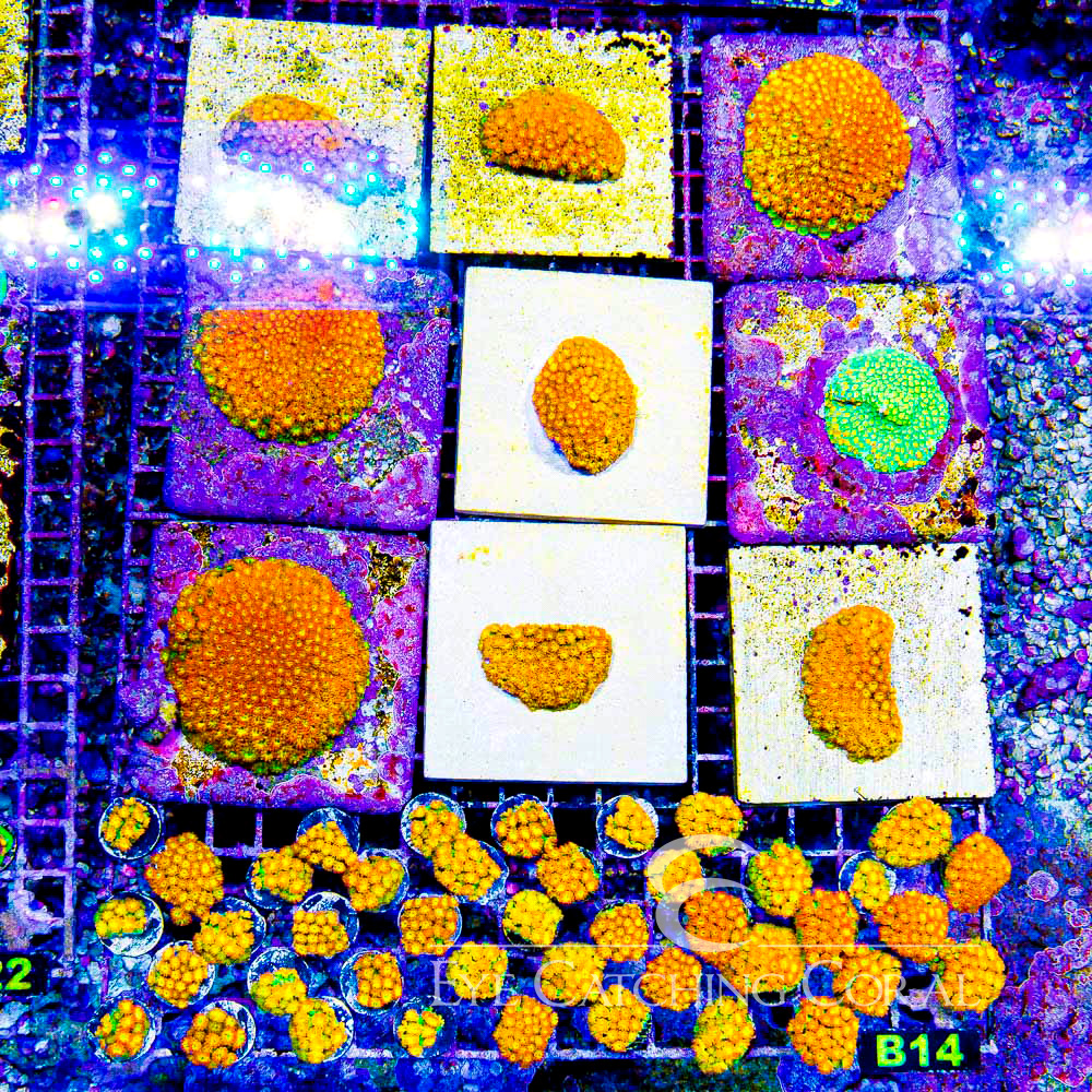 ECC Flash Fire Goniopora Frag