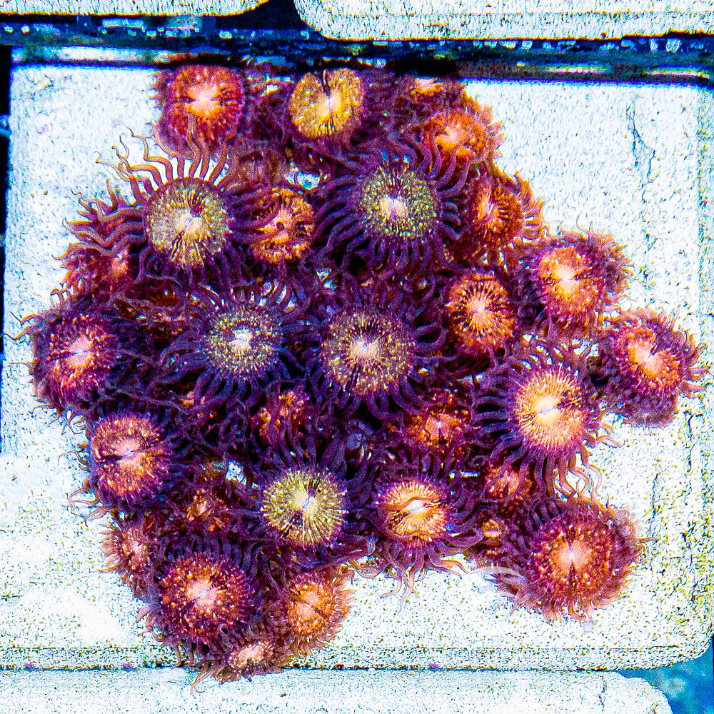 ECC Pink & Gold Zoanthid Frag (4+ Polyp Average)