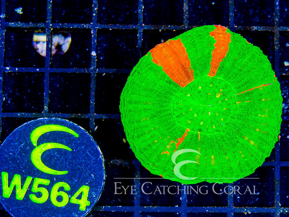 Aussie Scoly Green or Mostly Green A Grade L - Disc W564