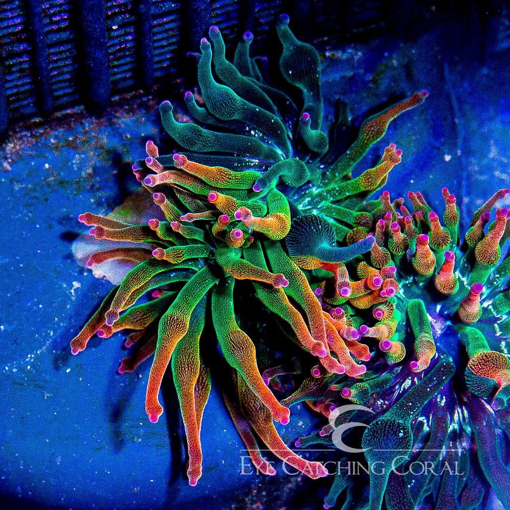 Aquacultured Anemones Wholesale Coral Eye Catching Coral