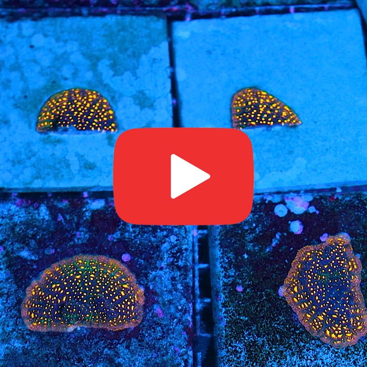 ECC Fireworks Leptoseris Frag