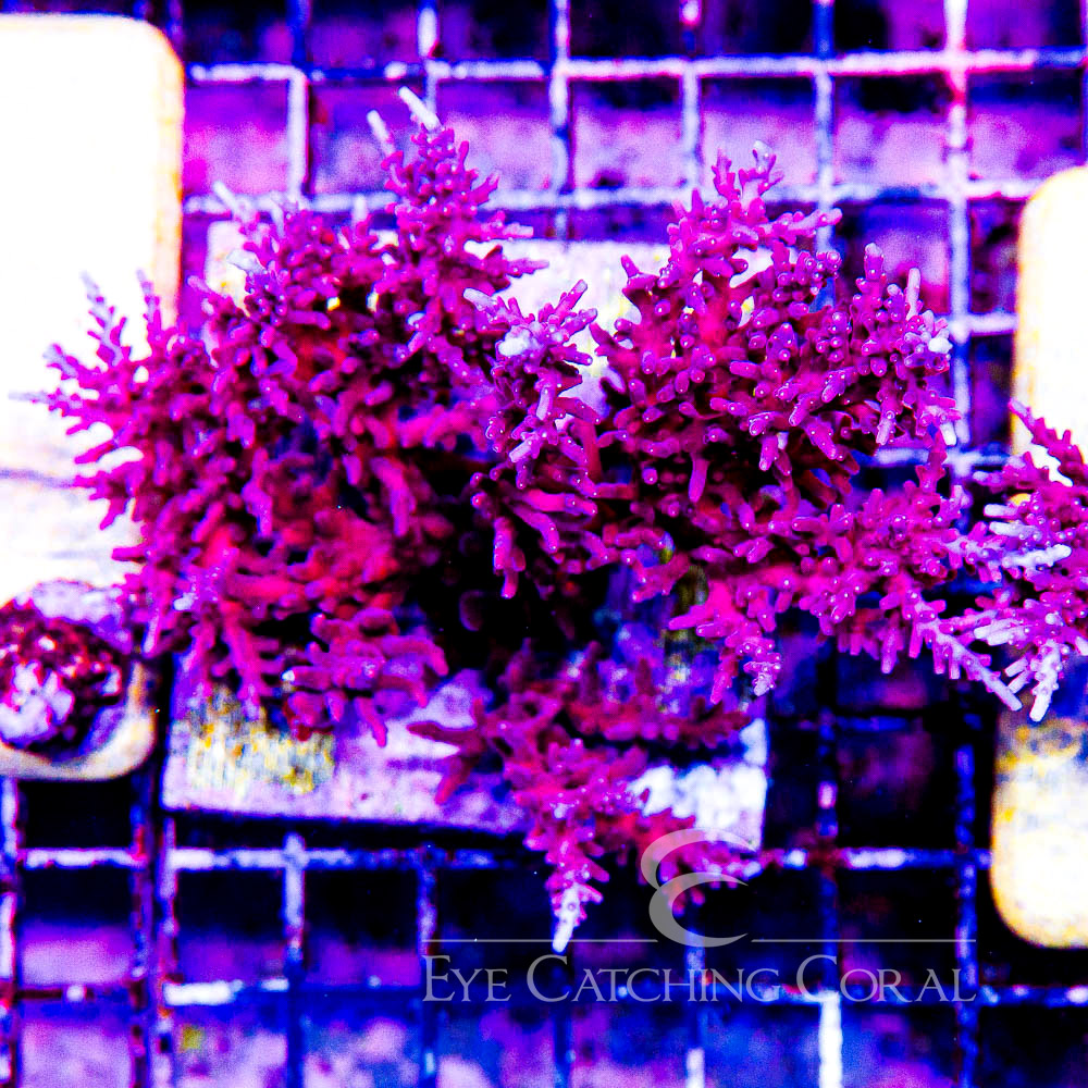 ECC Red Dragon Acropora Frag