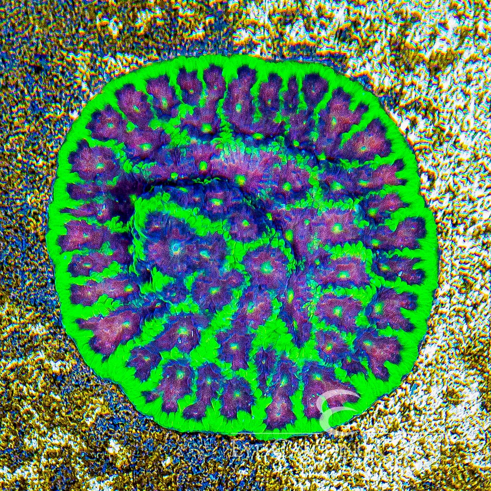 ECC Silent Night Favites Frag 