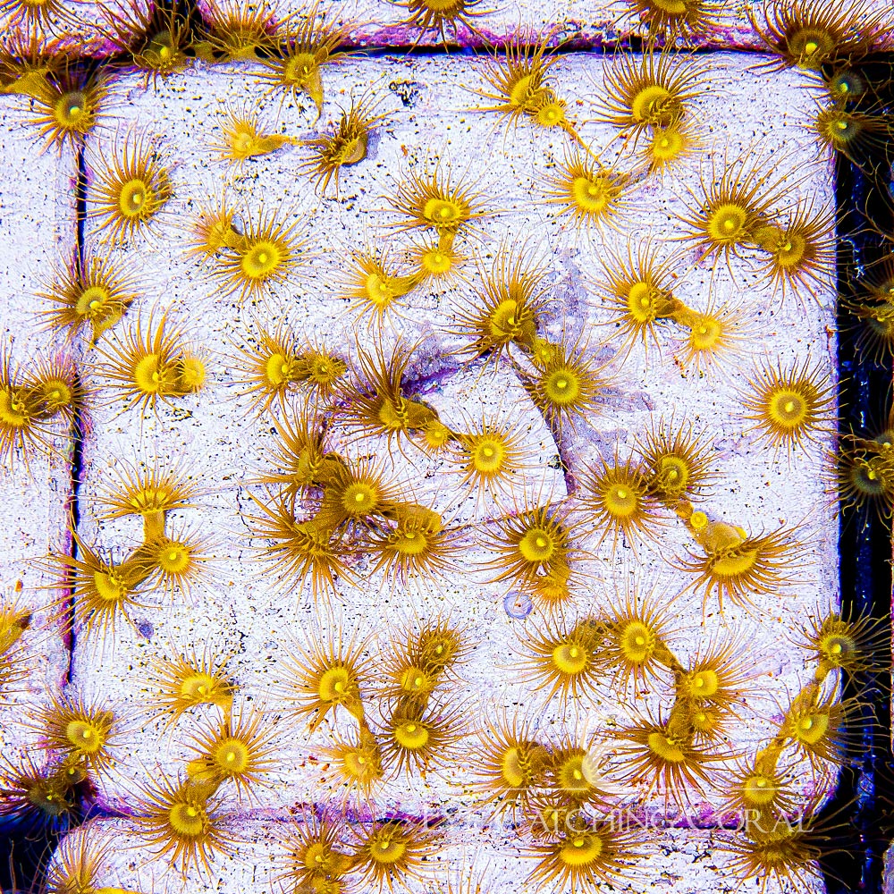 ECC Yellow Polyps Mini Colony