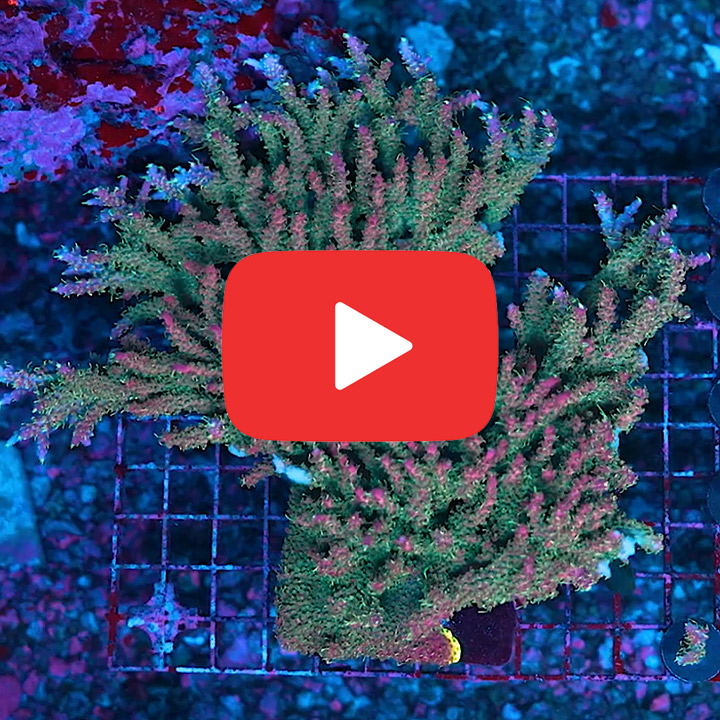 ECC Rings of Saturn Acropora Frag