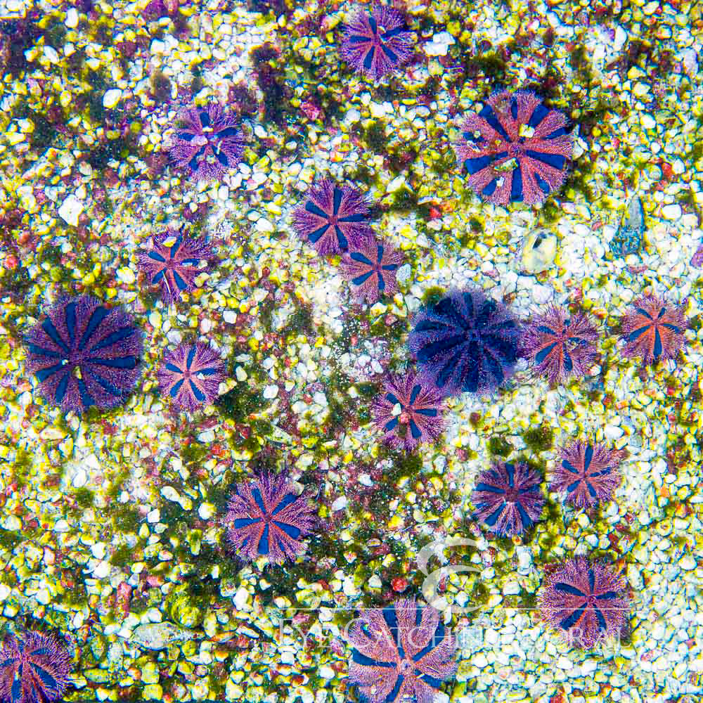 Aquacultured Tuxedo Urchin