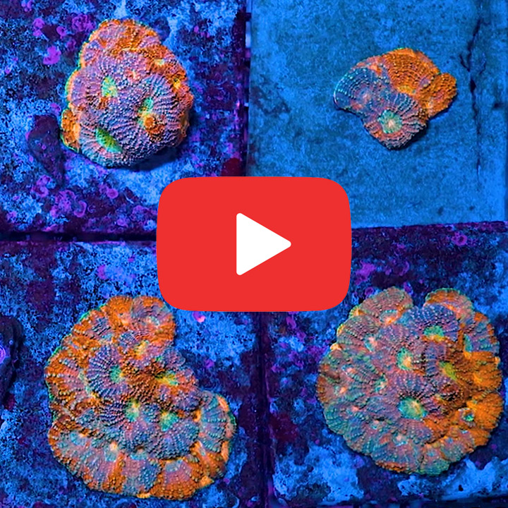 ECC Wonderland Acan Echinata Frag