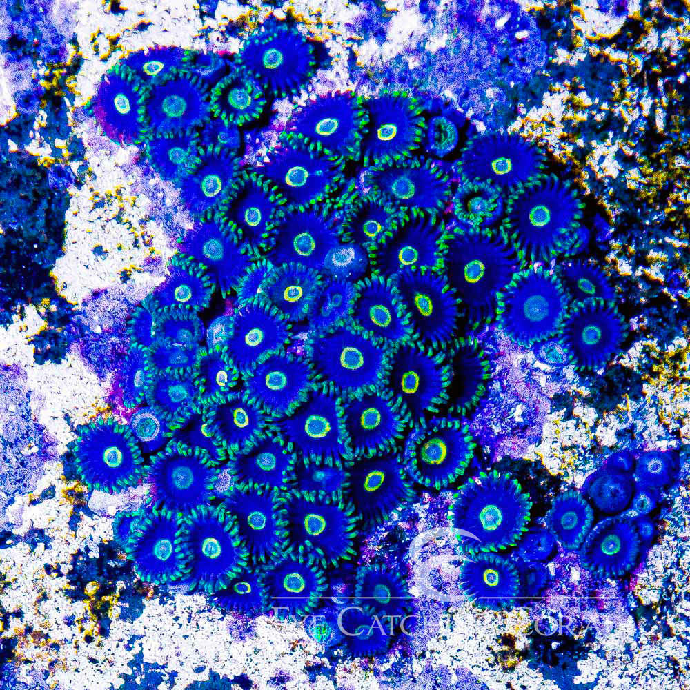 ECC Dark Void Zoanthid Frag (4+Polyp Average)