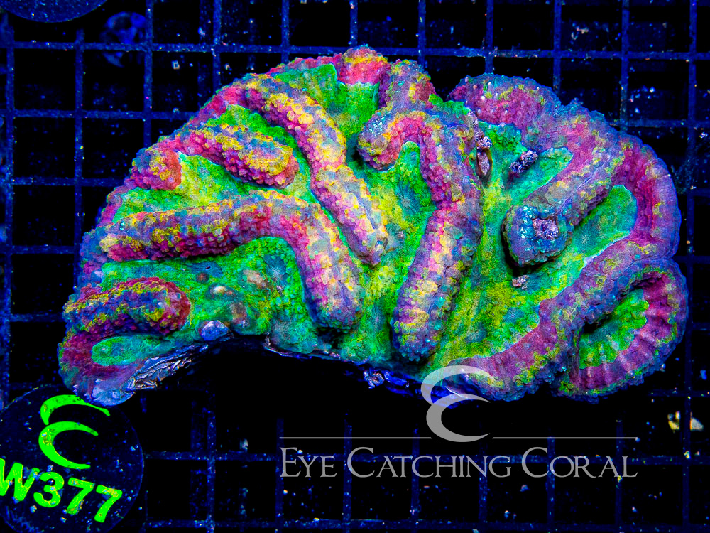Indo Lobophyllia or Symphyllia XL - Disc W377