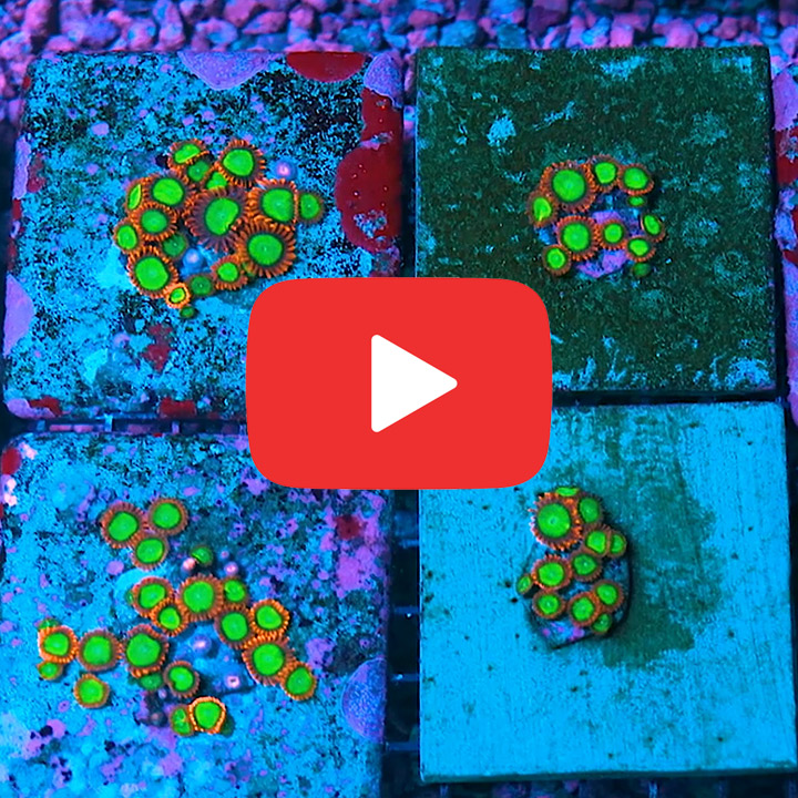 ECC Oompa Loompa Palythoa Frag (4+ Polyp Average)