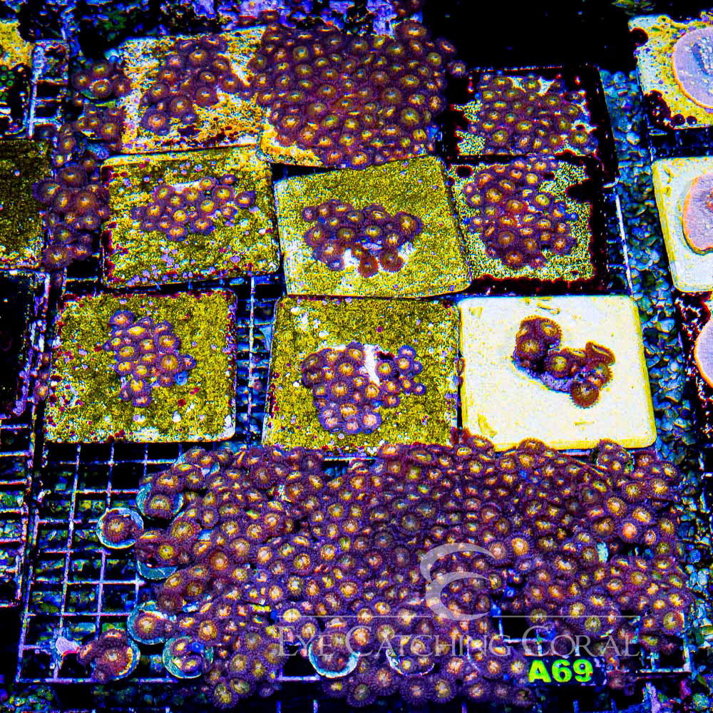 ECC Pandora Zoanthid Frag (4+ Polyp Average)