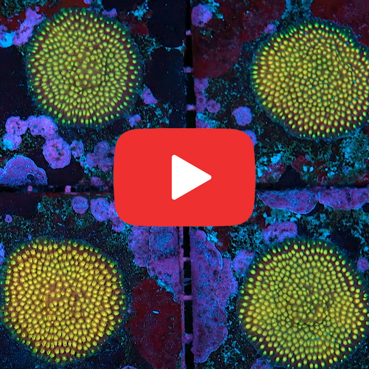 ECC Alien Eye Cyphastrea Frag