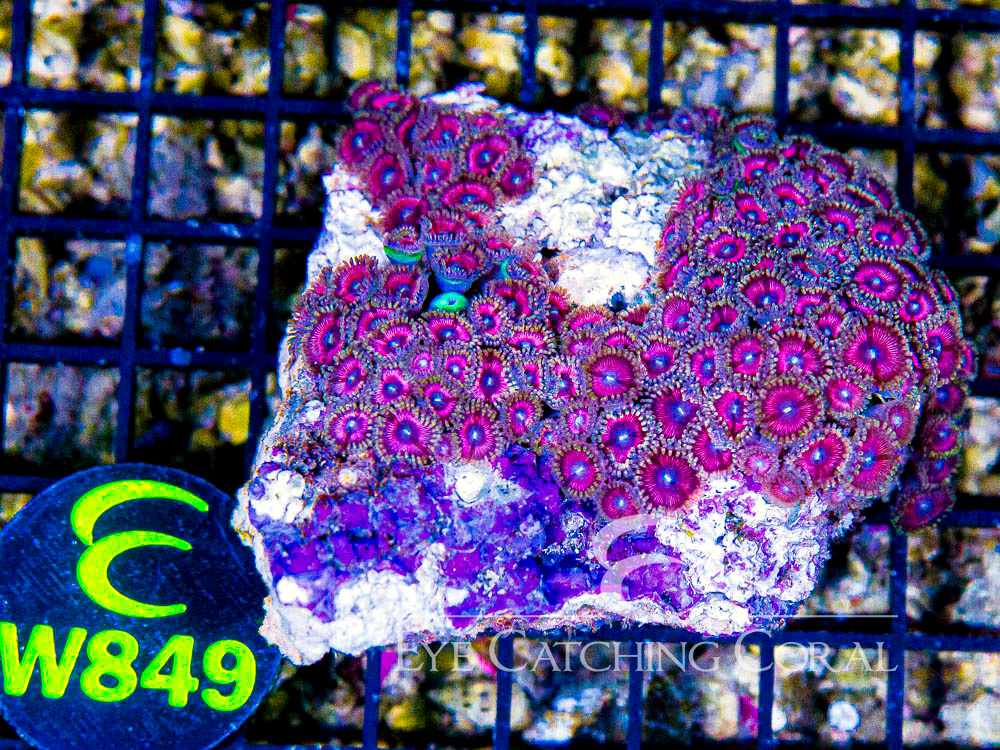 Indo Zoanthid Ultra (Sorted by Size & Color) Level 5 - Disc W849