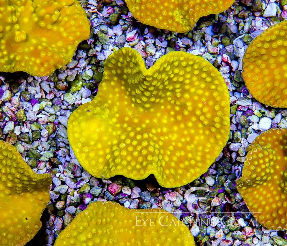 Yellow Scroll