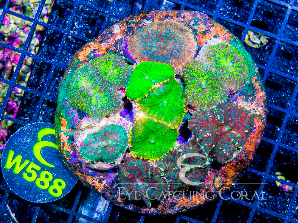 Indo Rhodactis Mushroom XL - Disc W588