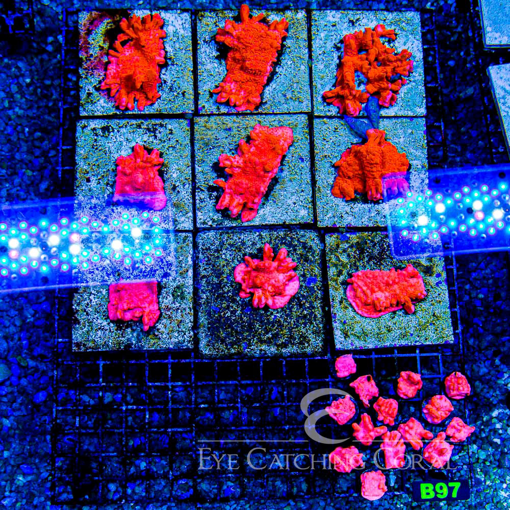 ECC Chain Lightning Montipora Setosa Frag