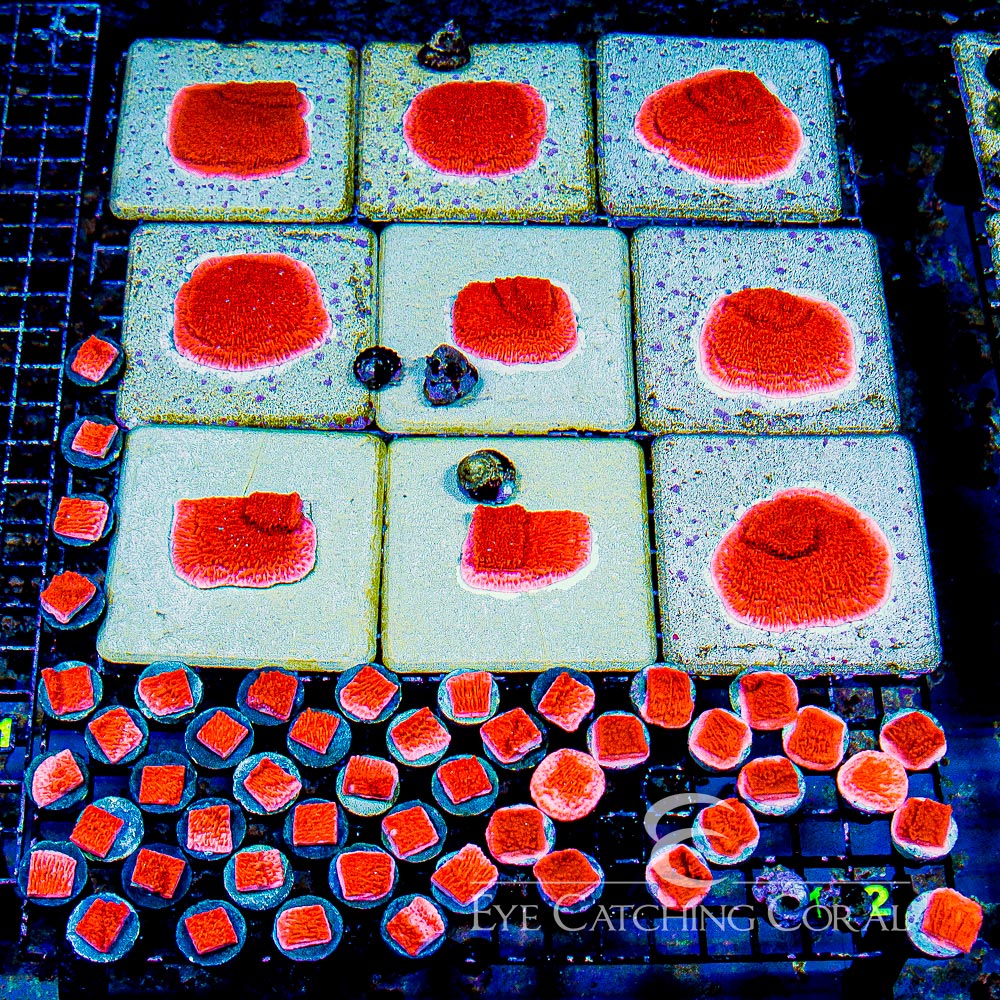 ECC Red Cap Montipora Frag