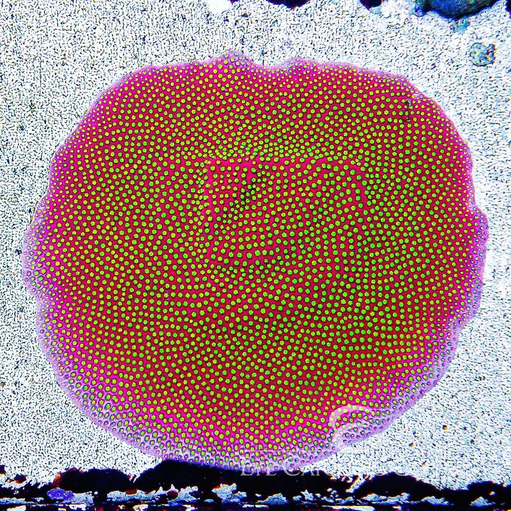 WWC Electric Daisy Stylocoeniella Frag